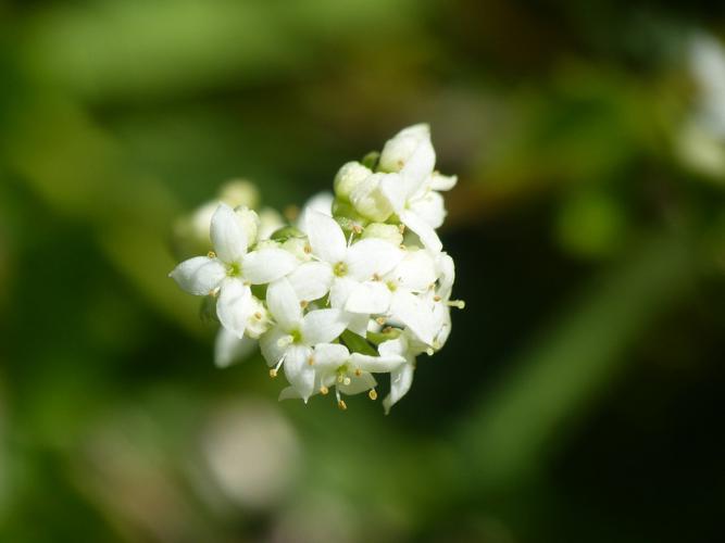 Gaillet aquatique (Galium uliginosum), fleurs © Morvan Debroize