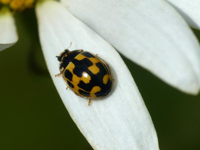 Coccinelle à damier (Propylea quatuordecimpunctata) © Morvan Debroize