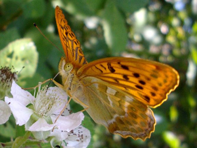 Tabac d'Espagne (Argynnis paphia) © Morvan Debroize