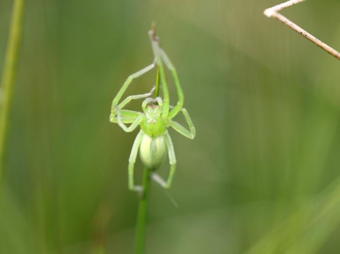 Micrommate émeraude (Micrommata virescens) © Rémi Jardin