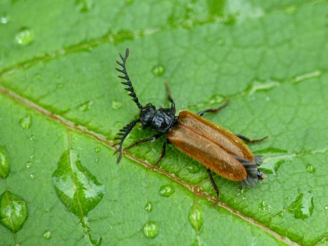 Drille jaunâtre (Drilus flavescens) © Morvan Debroize