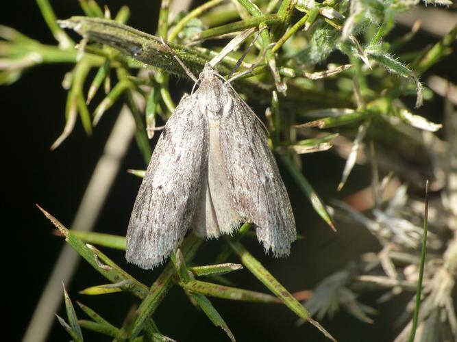 La Callunaire (Pachycnemia hippocastanaria) © Morvan Debroize