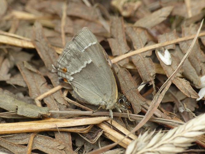 Thécla du Chêne (Quercusia quercus) © Morvan Debroize