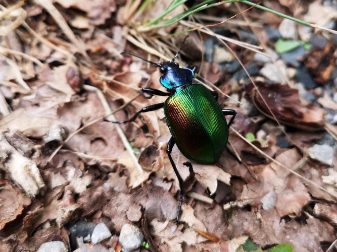 Grand calosome, Calosome vert (Calosoma sycophanta) © Léa Berthet