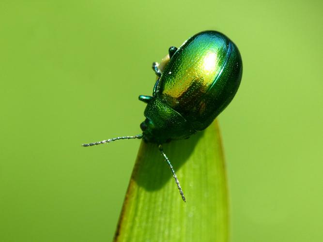 Chrysomele de la menthe (Chrysolina herbacea) © Morvan Debroize