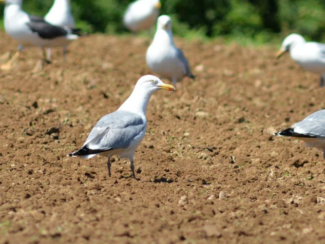 Goéland argenté (Larus argentatus) © Morvan Debroize