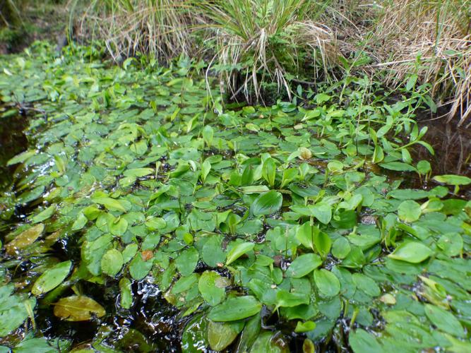 Potamot à feuilles de renouée (Potamogeton polygonifolius) © Morvan Debroize