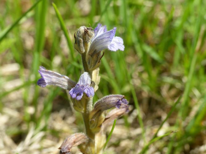 Orobanche pourprée (Orobanche purpurea) © Morvan Debroize