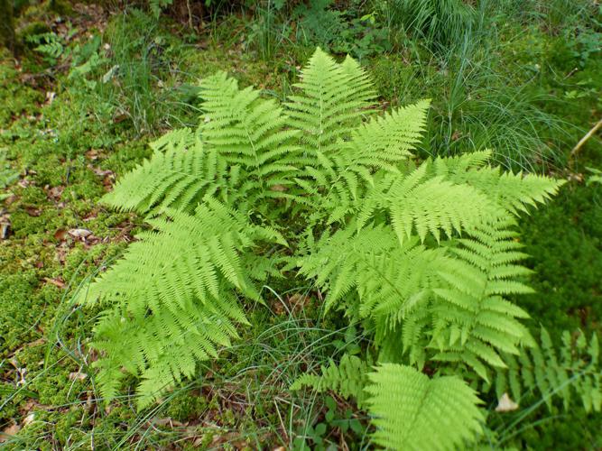 Fougère femelle (Athyrium filix-femina) © Morvan Debroize