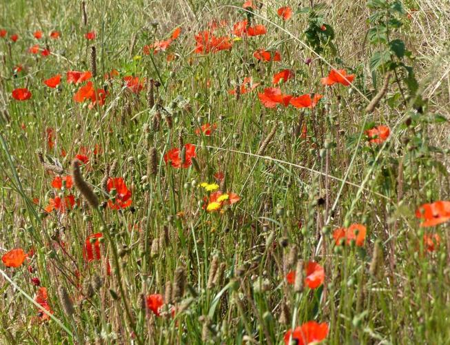 Coquelicot (Papaver rhoeas), bord de chemin © Morvan Debroize