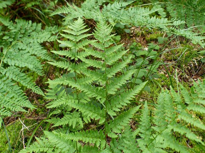 Dryoptéris dilaté (Dryopteris dilatata) © Morvan Debroize