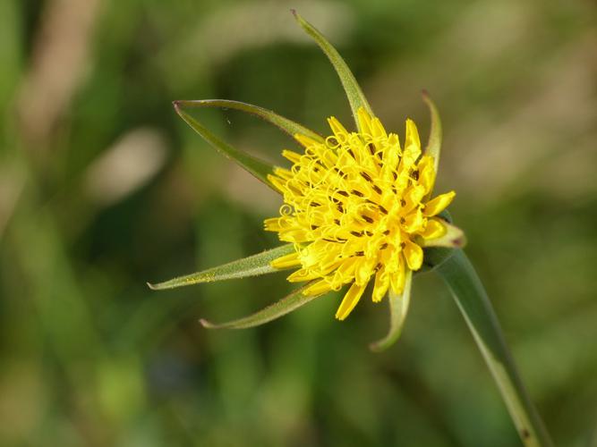 Salsifis des prés (Tragopogon pratensis) © Morvan Debroize