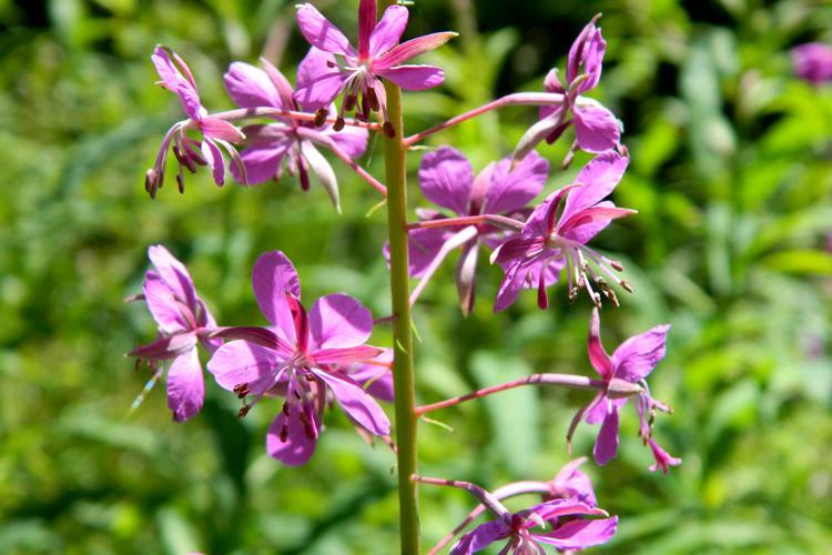 Epilobe en épi (Epilobium angustifolium) © Morvan Debroize