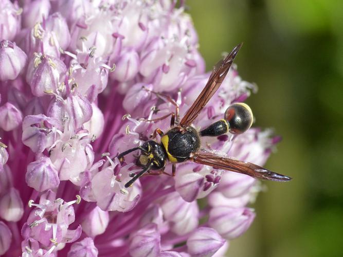 Delta unguiculatum © Morvan Debroize