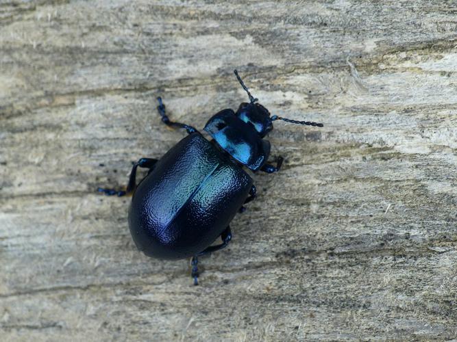 Chrysomèle bleue de la Centaurée (Oreina caerulea) © Morvan Debroize