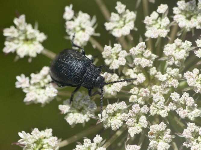 Galéruque des scabieuses (Galeruca luctuosa) © Morvan Debroize