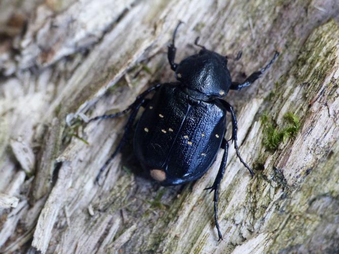 Gnorimus moucheté / Cétoine à 8 points (Gnorimus variabilis) © Morvan Debroize