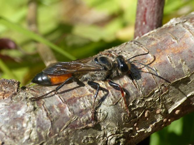 Sphex gryllivore (Sphex funerarius) © Morvan Debroize