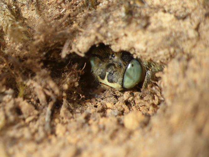 Héliophile commune (Anthophora bimaculata) © Morvan Debroize