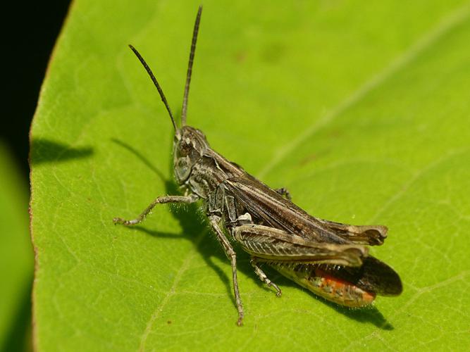 Criquet duettiste (Chorthippus brunneus) © Morvan Debroize