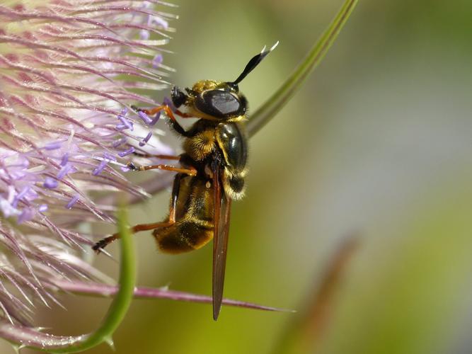 Callicera aurata © Morvan Debroize