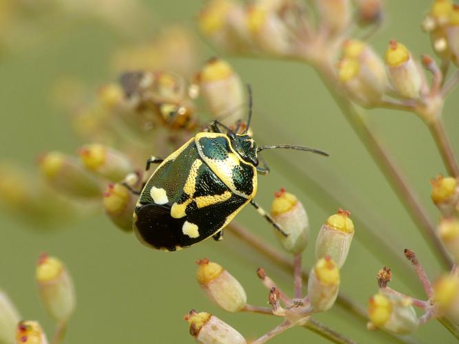 Punaise potagère (Eurydema oleracea) © Morvan Debroize