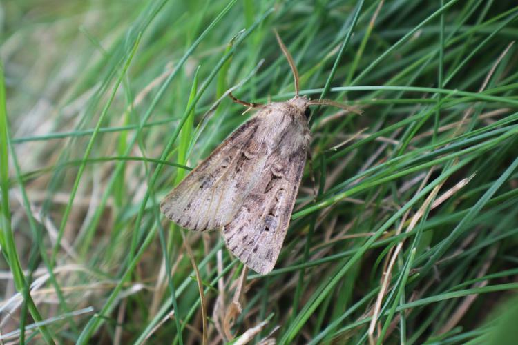 La Noctuelle trapue (Agrotis bigramma, mâle) © Gwenn Quérel