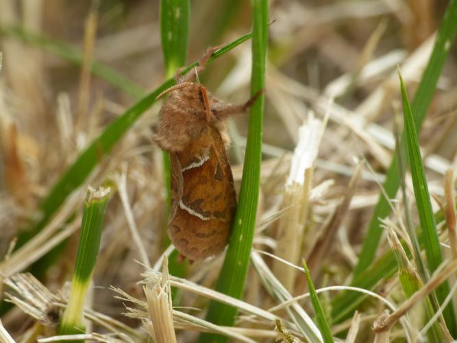 La Sylvine (Triodia sylvina) © Morvan Debroize