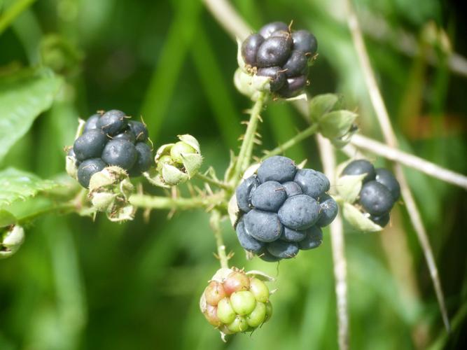 Ronce bleue (Rubus caesius) © Morvan Debroize