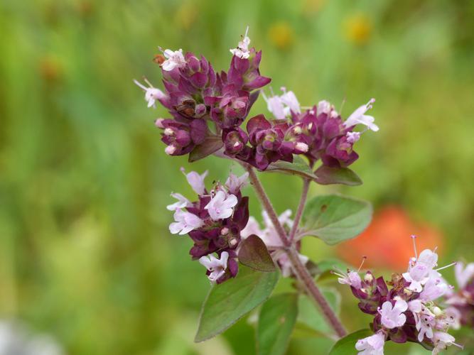 Origan commun (Origanum vulgare) © Morvan Debroize