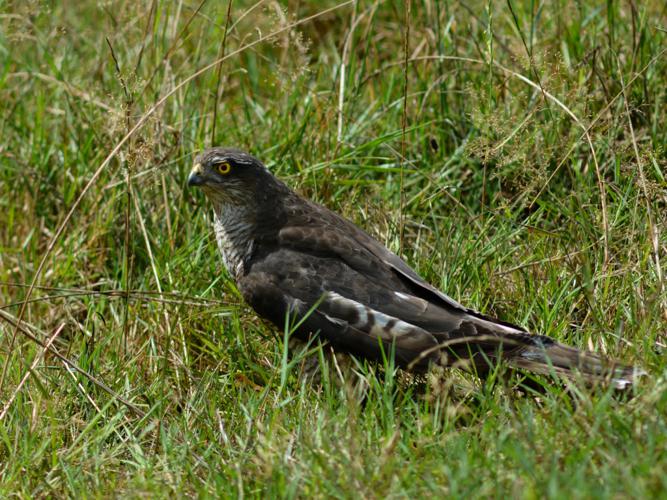 Epervier d'Europe (Accipiter nisus) © Morvan Debroize