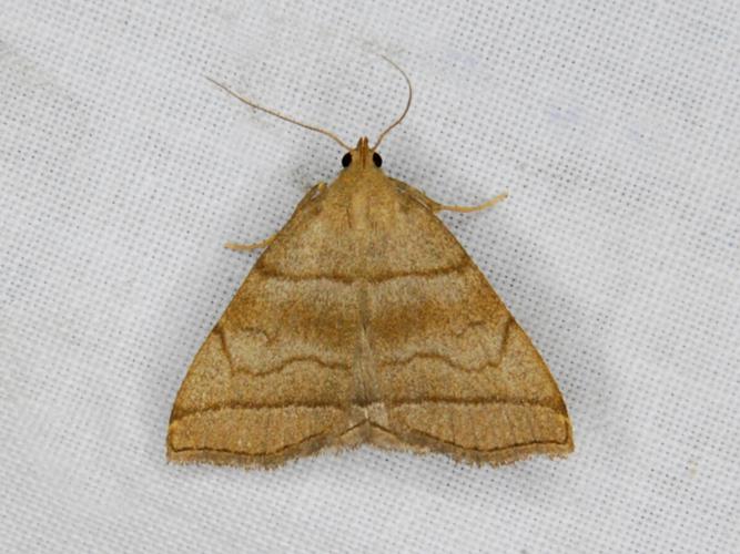 Herminie de la Ronce (Herminia tarsicrinalis) © Bertrand Debroize