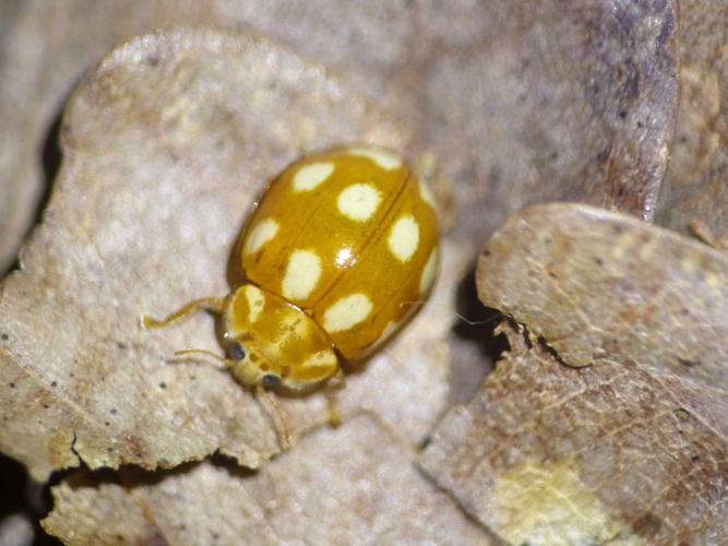 Coccinelle orange à 10 points blancs (Calvia decemguttata) © Morvan Debroize