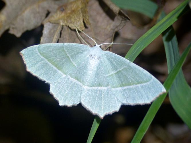 Le Céladon (Campaea margaritaria) © Morvan Debroize