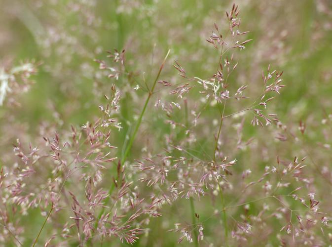 Agrostide capillaire (Agrostis capillaris) © Morvan Debroize