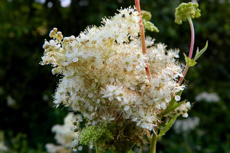 Reine-des-prés (Filipendula ulmaria) © Morvan Debroize