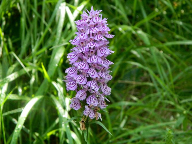 Orchis de Fuchs (Dactylorhiza fuchsii) © Morvan Debroize