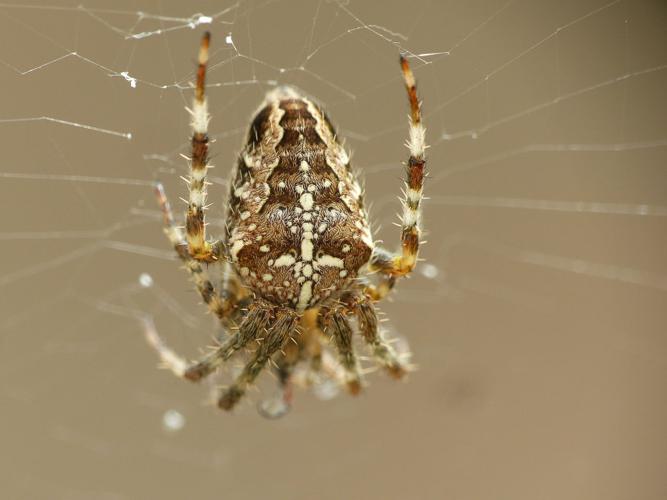 Epeire diadème (Araneus diadematus) © Morvan Debroize