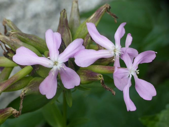 Saponaire officinale (Saponaria officinalis) © Morvan Debroize