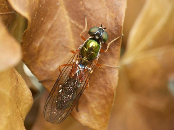 Sargus bipunctatus © Morvan Debroize