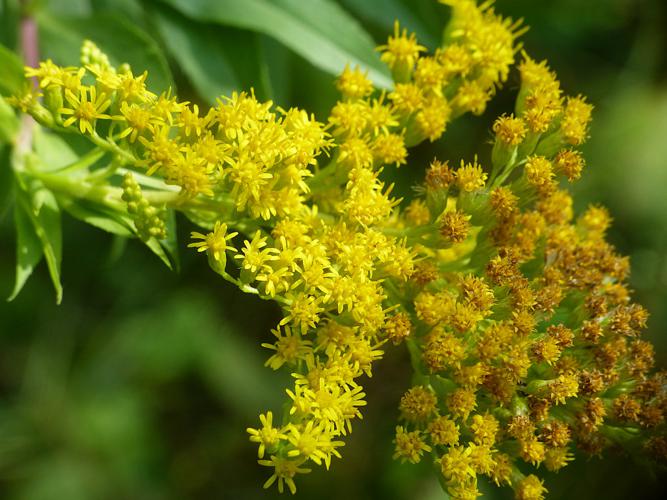 Tête d'or (Solidago gigantea) © Morvan Debroize