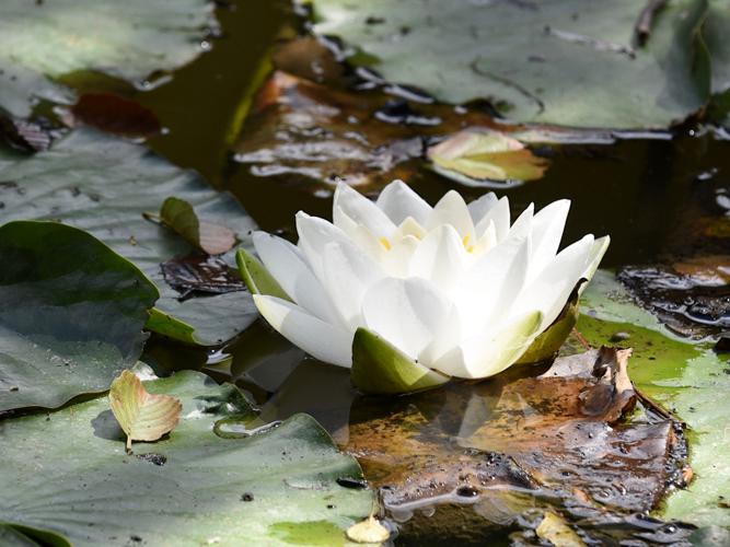 Nénuphar blanc (Nymphaea alba) © Sylvain Paillard