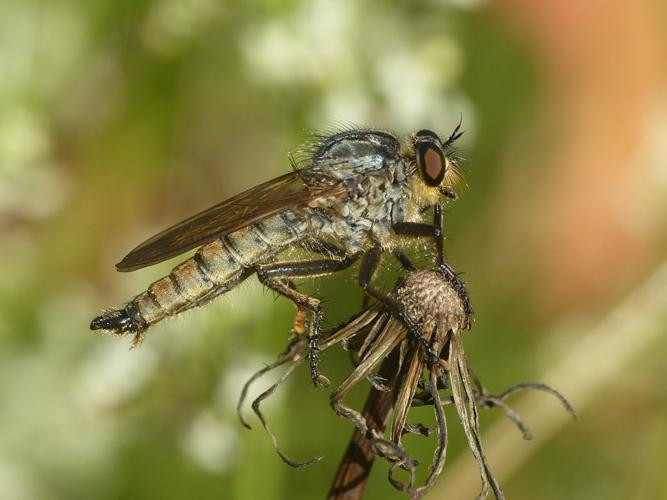 Eutolmus rufibarbis, mâle © Morvan Debroize