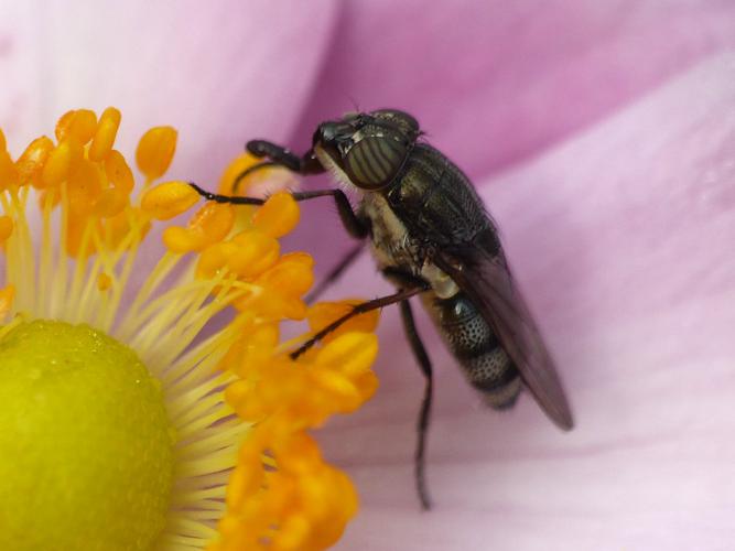 Stomorhina lunata, femelle © Morvan Debroize