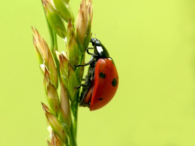 Coccinelle à 7 points (Coccinella septempunctata) © Morvan Debroize