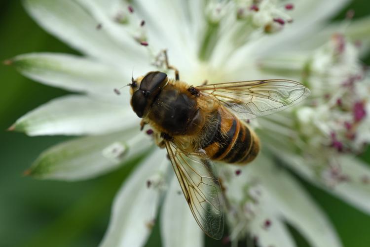 Éristale tenace (Eristalis tenax) © Marie-Ange Piet