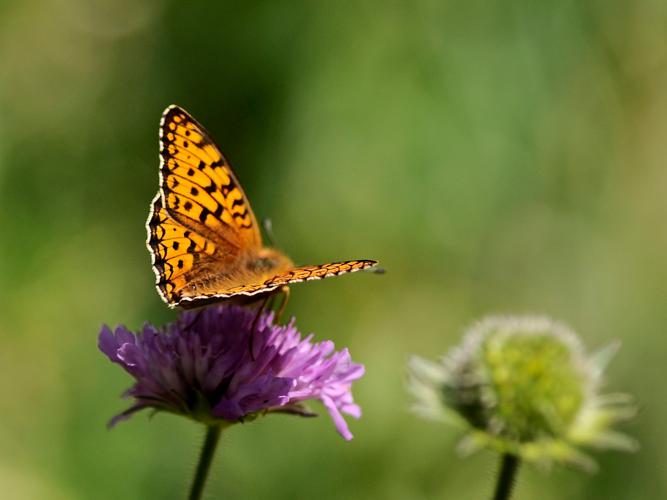 Moyen nacré (Fabriciana adippe) © Marie-Ange Piet