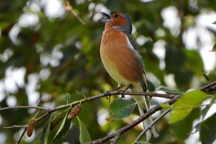 Pinson des arbres (Fringilla coelebs), mâle chanteur © Jean-Michel Lebeau