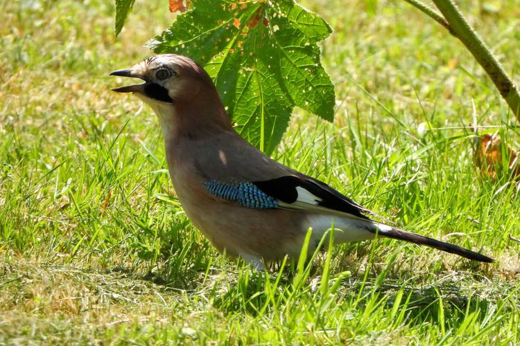 Geai des chênes (Garrulus glandarius) © Jean-Michel Lebeau