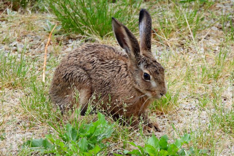 Lièvre d'Europe (Lepus europaeus), jeune de l'année © Jean-Michel Lebeau